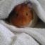 pweeloks