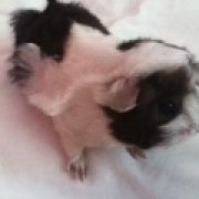 xlulu