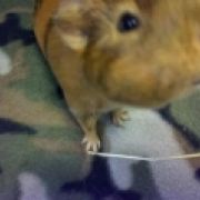 PiggyMomma91