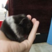 lilah11086
