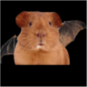 guineabat