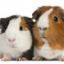 krysty the piggie lover