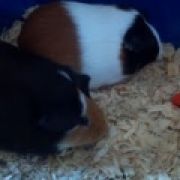 LoveleyPiggys