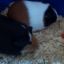 LoveleyPiggys
