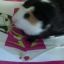 mango the guinea pig
