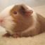 Guinea Pig Lover