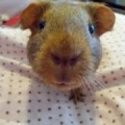 arlsmallanimals