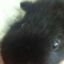 guineapiggyluver536
