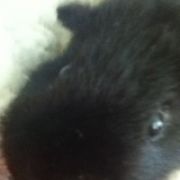 guineapiggyluver536