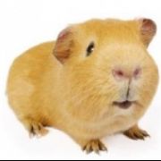 CavyCares