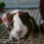 GuineaPigGirl14