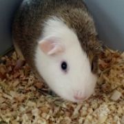 bemypiggie305
