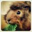 peanut.lover