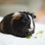 Piggets