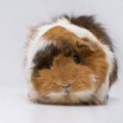 cavylove1324