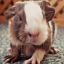 MalsGuineaPigSanctuary