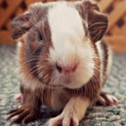 MalsGuineaPigSanctuary
