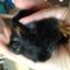 lovingmypiggies