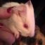 CritterGirl4Ever