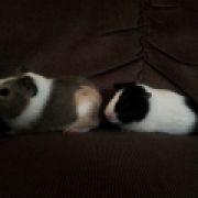 cavylover311