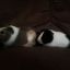 cavylover311