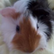 OverrunByPiggies