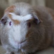 jenny
