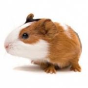 guineapiglover-21