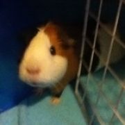 guineapiglux
