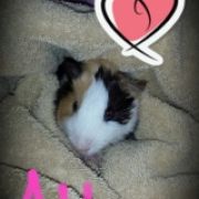 PiggyMomm84