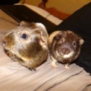 guineapiglove6511