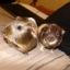 guineapiglove6511