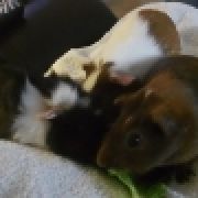 BestGuineaPigs