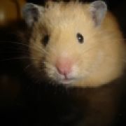 Hamster101