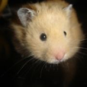 GuineaPig101