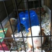 cheflittle15