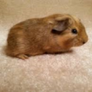 cutefuzzie