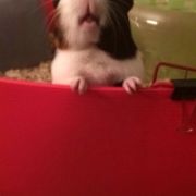 Sixteenpigs