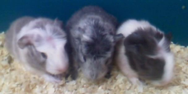 736781b744ede0ad8b4bdbea.jpg - Klondike and kalli and Klowie(0001)