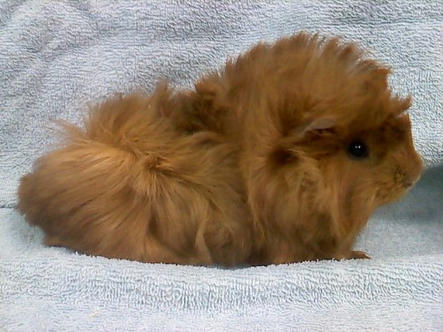 4b812306b3a4c0b213ed0837.jpg - spice boy 3
