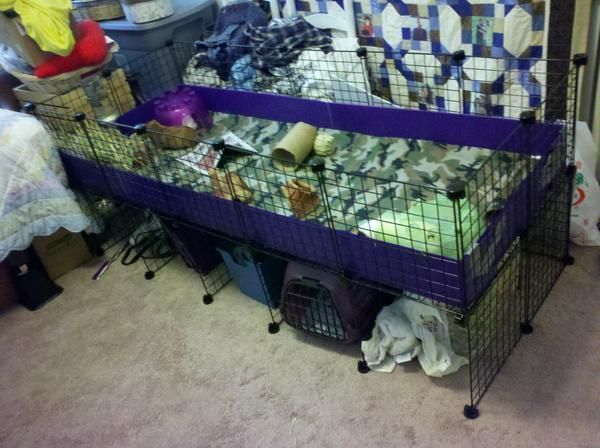 7363043899b8b192457b03ce.jpg - My beautiful 2X5 cage