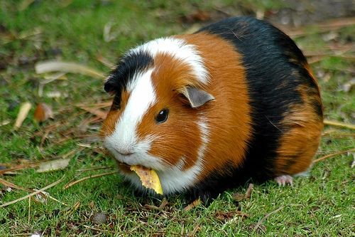 28c9f49e8a13f55c09cd5d9e.jpg - I want a cavy that looks like this: