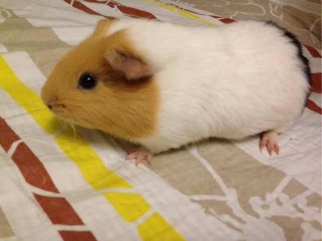 9f3906e89a0358f78afa56e7.jpg - I have seven guinea pigs. And it is free!!!!!<br />if you want adopt them, please contace me!!! my tellphone is 6479914869.