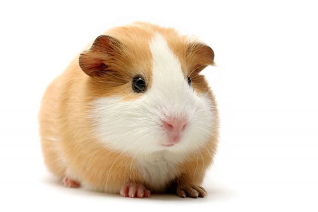 4b126529cc1ca08c222a5ea0.jpg - can anyone help me find a guinea pig like this