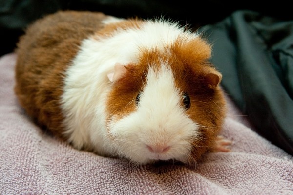 guinea pig fostering near me