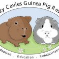 Crazy Cavies Guinea Pig Rescue Inc.