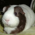 LGPR has guinea pigs seeking new homes! London, ON