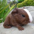 Orange County Cavy Haven