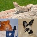 Exotic Animal Rescue and Pet Sanctuary (EARPS, Inc.)