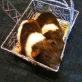 Austin Guinea Pig Rescue